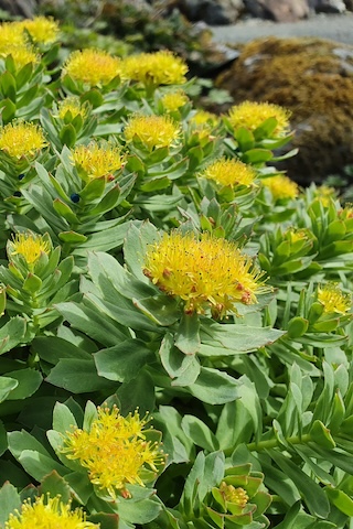 Rhodiola rosea: Természetes megoldás a stressz ellen?